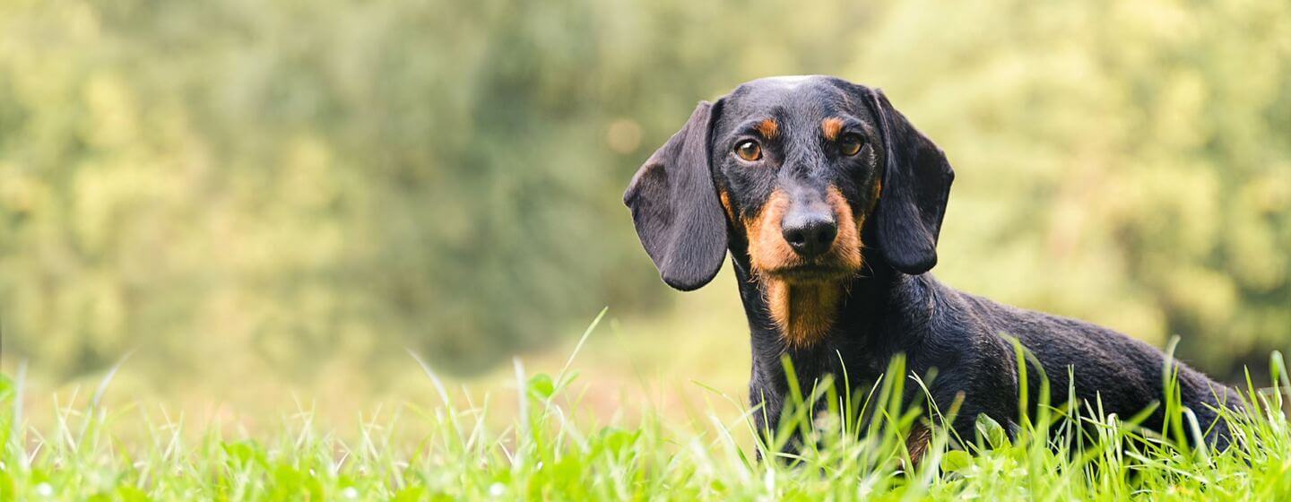 Hound Dog Breeds: Sizes, Personality & Behaviour | Purina